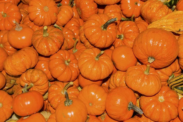 Small Orange Pumpkins Washington — Zdjęcie stockowe