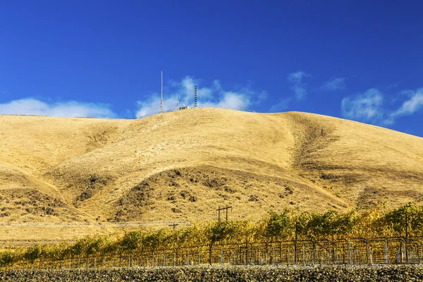 Yellow Vines Grapes Fall Vineyards Red Mountain Benton City Washington — Zdjęcie stockowe