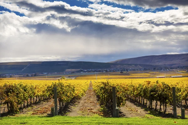 Yellow Vines Grapes Fall Vineyards Red Mountain Benton City Washington — 图库照片