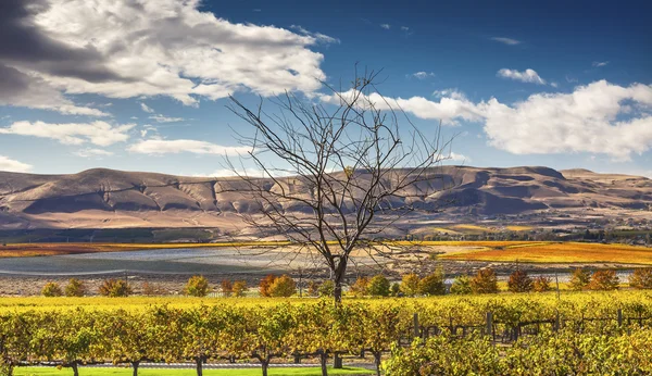 Yellow Vines Grapes Fall Vineyards Red Mountain Benton City Washington — Stockfoto