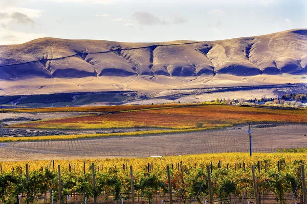 Yellow Vines Grapes Fall Vineyards Red Mountain Benton City Washington — Φωτογραφία Αρχείου