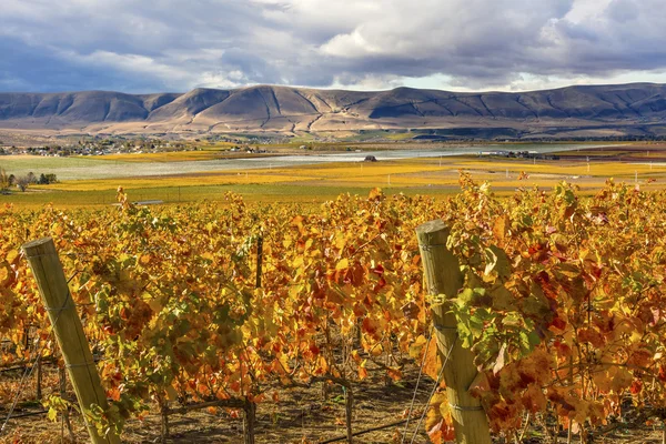 Yellow Vines Grapes Fall Vineyards Red Mountain Benton City Washington — Stock Fotó