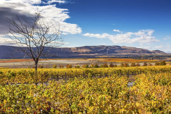 Yellow Vines Grapes Fall Vineyards Red Mountain Benton City Washington — 图库照片