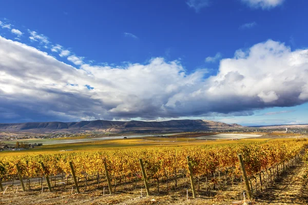 Orange Vines Grapes Fall Vineyards Red Mountain Washington — Stok fotoğraf