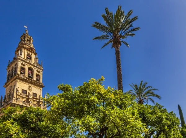 Torre del Aliminar Tower Spire Palm Tree Mezquita Cordoba Spain — 图库照片