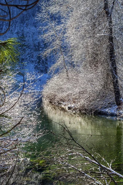 Feuilles d'hiver Neige Glace Rivière Wenatchee Leavenworth Washington — Photo