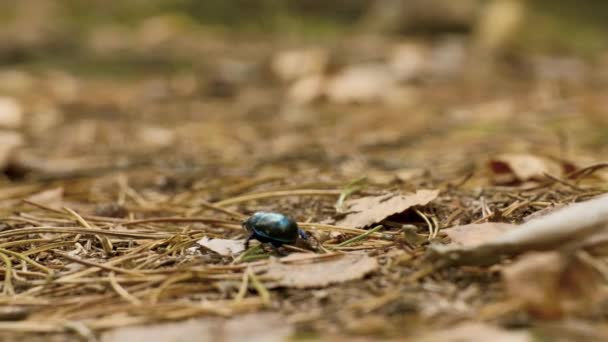 Крупный план земляного навозного жука Geotrupidae на лесной подстилке — стоковое видео