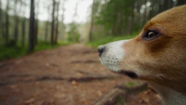 Divertente cane jack russell terrier corre nella foresta autunnale — Video Stock
