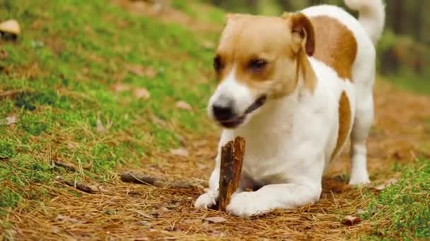 Cane jack russell terrier mangia ramo nella foresta autunnale — Video Stock