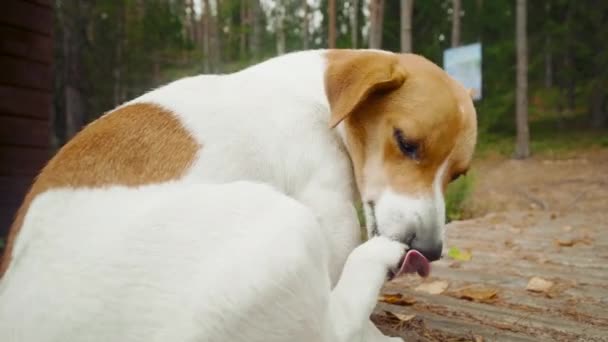 Hund jack russell terrier ligger og spiser sine ben på træjorden – Stock-video