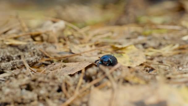 Close-up of an earth-boring dung beetle Geotrupidae on the forest floor — Stock Video