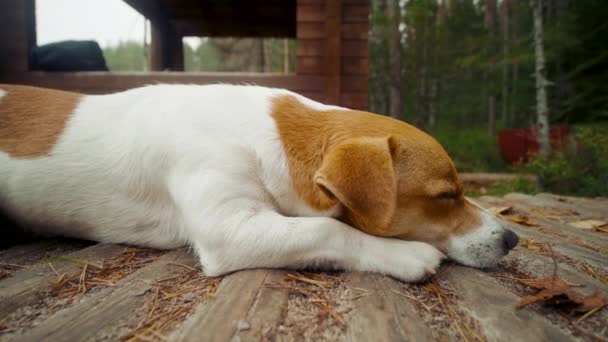 Gato perro russell terrier miente y descansa en suelo de madera en el bosque de otoño — Vídeo de stock