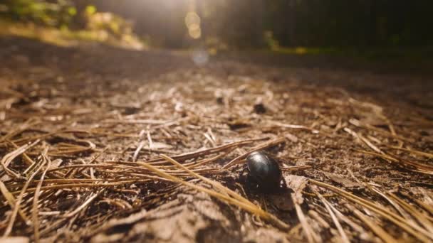 Detailní záběr zeminy-nudný trus brouka Geotrupidae na lesní půdě — Stock video