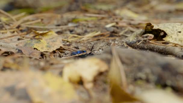 Primer plano de un escarabajo de estiércol aburrido Geotrupidae en el suelo del bosque — Vídeos de Stock