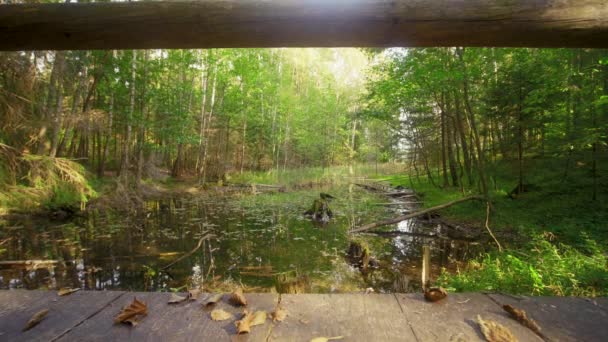 Wooden bridge over the river in green forest, autumn daylight, slider shot — Stock Video