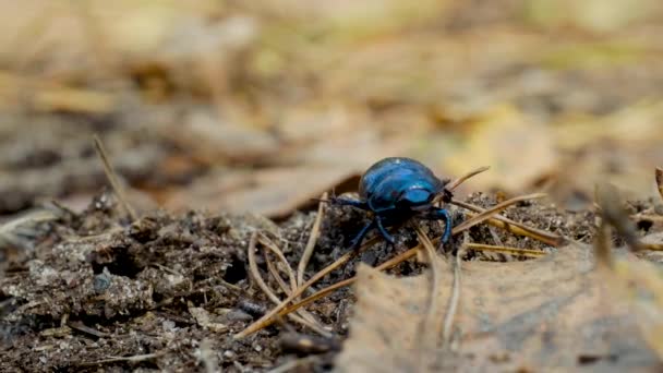Toprak-sıkıcı bok böceği Geotrupidae 'nin orman zeminindeki yakın çekimi. — Stok video