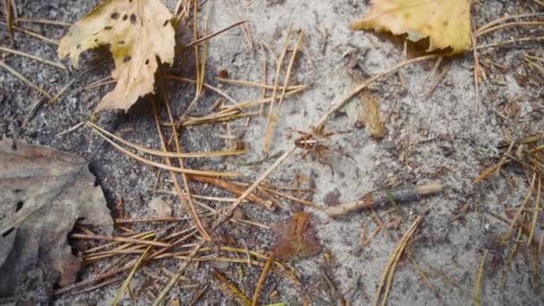 Spider περπατά στο έδαφος, μακροεντολή πυροβόλησε top-down άποψη — Αρχείο Βίντεο