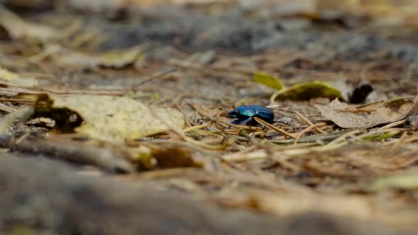 Close-up van een aardsaaie mestkever Geotrupidae op de bosbodem — Stockvideo