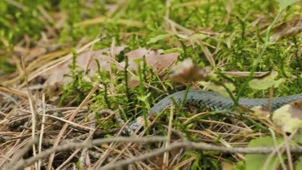 Grass Snake crawls in vibrant green grass in the forest, autumn daylight — Stock Video