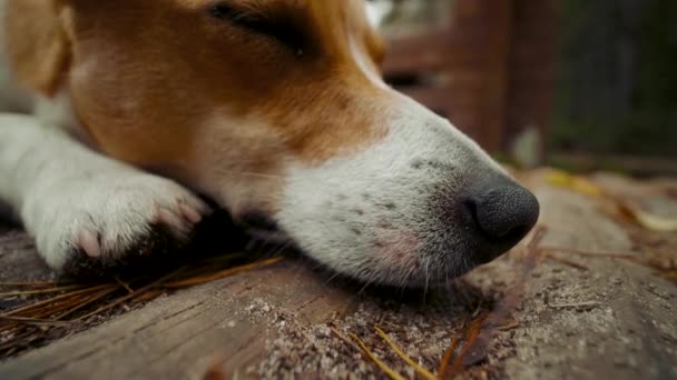 Dog jack Russell teriér leží a odpočívá na dřevěné půdě v podzimním lese — Stock video