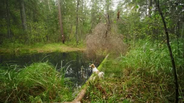 池の近くの秋の森の中のログ上の犬のジャック・ラッセル・テリアバランス — ストック動画