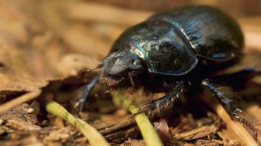 Toprak-sıkıcı bok böceği Geotrupidae 'nin orman zeminindeki yakın çekimi.