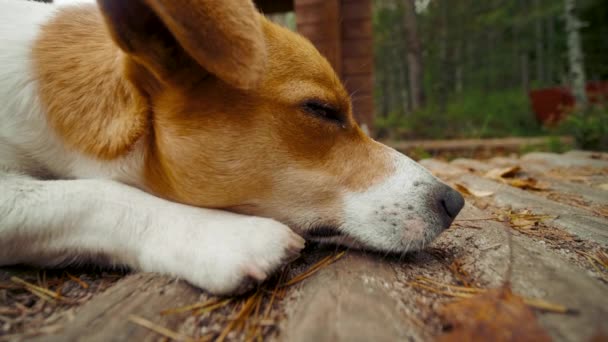 Dog jack russell terrier ligt en rust op houten grond in het herfstbos — Stockvideo