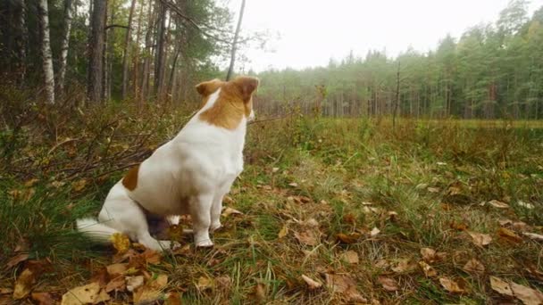 Забавный собачник Джек Рассел терьер сидит в лесу и ждет своего хозяина — стоковое видео
