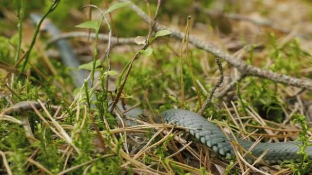 Grass Snake crawls in vibrant green grass in the forest, autumn daylight — Stock Video