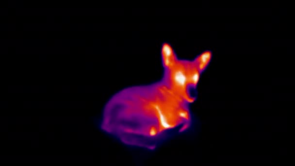 Тепловизор с изображением маленькой собачки, лежащей на полу. Инфракрасная, тепловая, ночная визуализация — стоковое видео
