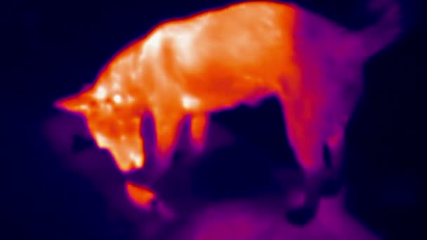 Imagen térmica del perro comiendo salchicha en el suelo. Imágenes infrarrojas, térmicas, de visión nocturna — Vídeo de stock