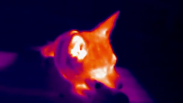 Imagen térmica del perro comiendo salchicha en el suelo. Imágenes infrarrojas, térmicas, de visión nocturna — Vídeos de Stock