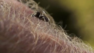 Sıçrayan Örümcek Böceği, Salticidae familyası, insan derisinde, makro yakın plan.