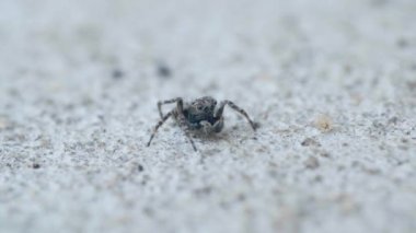 Zıplayan Örümcek Böceği, Salticidae familyası, yerde, makro yakın plan.