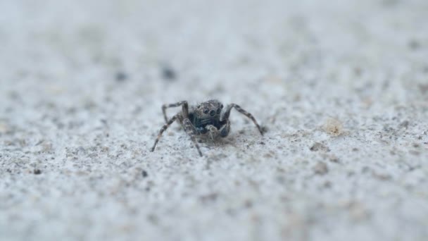 Hoppande spindel insekt, familj Salticidae, på marken, makro närbild — Stockvideo