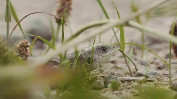 小さなトカゲは森の中の地面の犠牲者を見ています — ストック動画