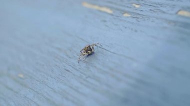 Atlayan Örümcek Böceği, Salticidae familyası, ağaçta, makro yakın plan.