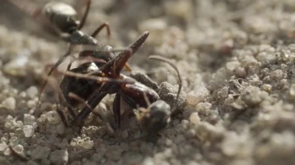 Муравей несет труп другого муравья на земле. — стоковое видео