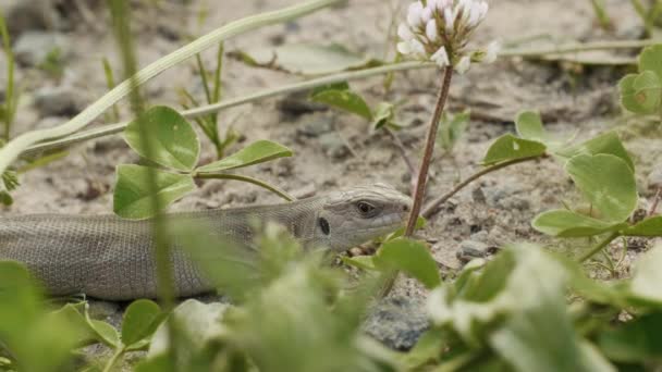 Pequeno lagarto olha para a vítima no chão na floresta — Vídeo de Stock