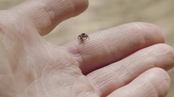 Insecte araignée sauteuse, famille des Salticidae, sur la peau humaine de la main, macro gros plan — Video