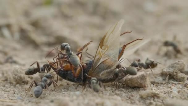 Ameisen greifen Wanze am Boden im Wald an, Makro — Stockvideo
