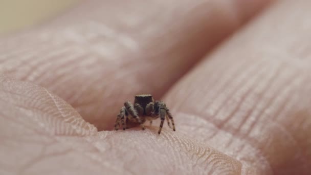 Skaczący owad pająk, rodzina Salticidae, na ludzkiej skórze dłoni, makro zbliżenie — Wideo stockowe