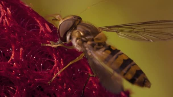 Avlång randig fluga i skogen, sommardag, makro — Stockvideo