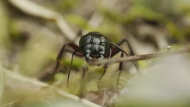 Porträt der großen roten Ameise im Wald, Makro — Stockvideo