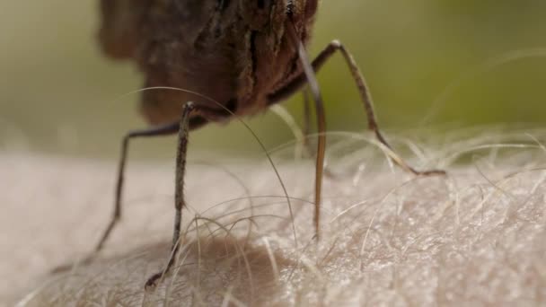 Butterfly slickar huden på en mänsklig hand av proboscis, makro — Stockvideo