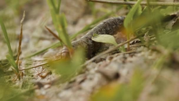 En fet larv rör sig genom gräset i skogen — Stockvideo