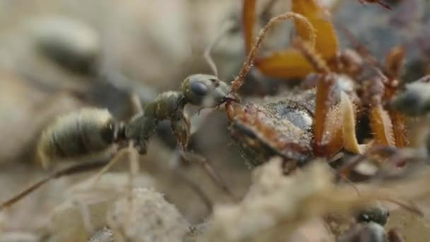 Муравьи атакуют жука на земле в лесу, макрос — стоковое видео