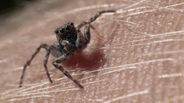 Skaczący owad pająk, rodzina Salticidae, na ludzkiej skórze dłoni, makro zbliżenie — Wideo stockowe