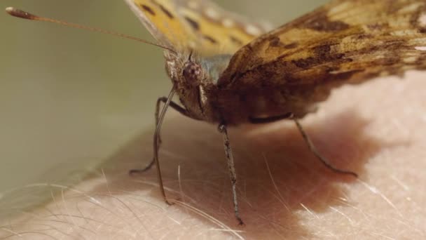 Πεταλούδα γλείφει το δέρμα σε ένα ανθρώπινο χέρι με προβοσκίδα, μακροεντολή — Αρχείο Βίντεο