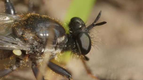 Oblonga mosca rayada en el bosque, día de verano, macro — Vídeos de Stock